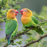 Ciri Burung Lovebird Birahi Mempunyai Keunikan Tersendiri
