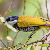 6 Ciri-ciri Burung Trucuk Jantan Dan Tips Merawatnya Dengan Mudah 