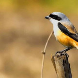  12 Ciri-ciri Burung Cendet Jantan Paling Akurat Beserta Keunggulannya