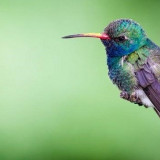 Cara Menghilangkan Stres Pada Burung Konin Dijamin Ampuh 