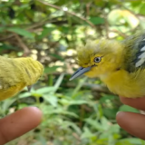Kenali Ciri-ciri Burung Cipoh Jantan Yang Berkualitas Bagus Dan Gacor