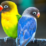 12 Ciri Burung Lovebird Betina Yang Mudah Dikenali Tanpa Keahlian Khusus