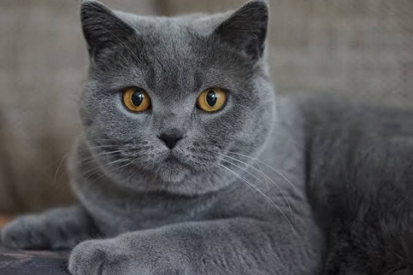 Ciri-ciri Kucing Chartreux yang Harus Kamu Tahu