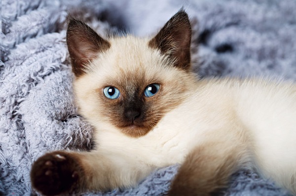 Ini Dia 10 Ciri-ciri Kucing Persia Himalaya Serta Cara Merawatnya