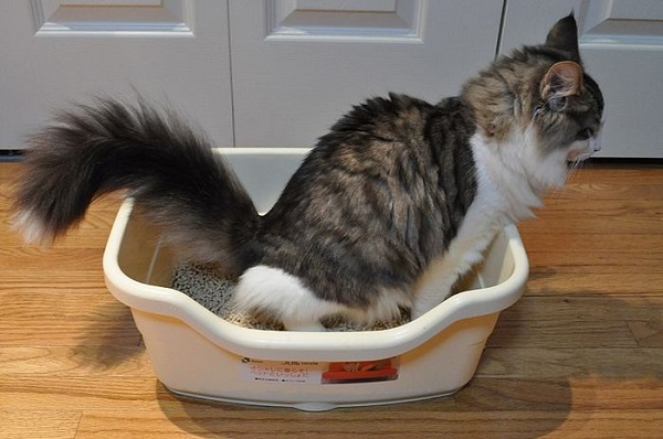 4 Ciri-ciri Kucing Ingin Buang Air Besar yang Harus Kamu Tahu!